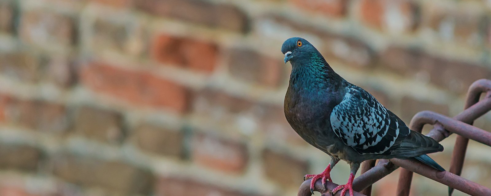 Shubham Bird Netting Services in Pune