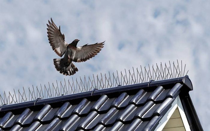 Bird Spikes